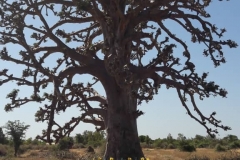 pique-nique en brousse au pied d'un baobab